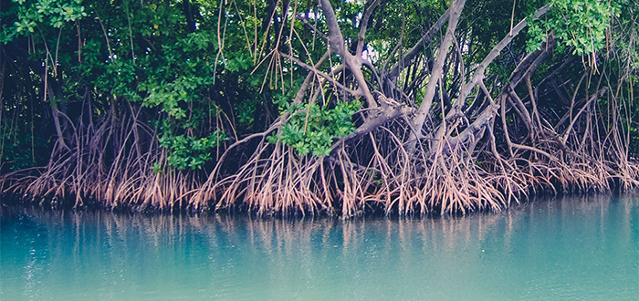 Manglar de Darwin
